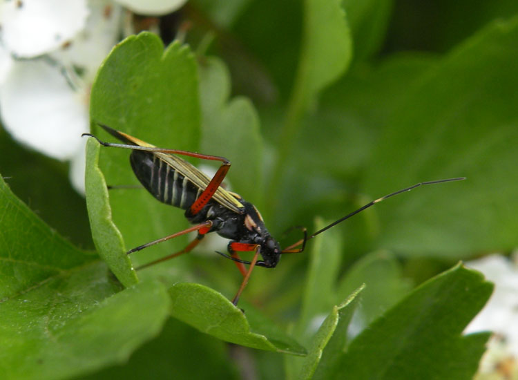 Miridae: Miris striatus dell''Appennino ligure